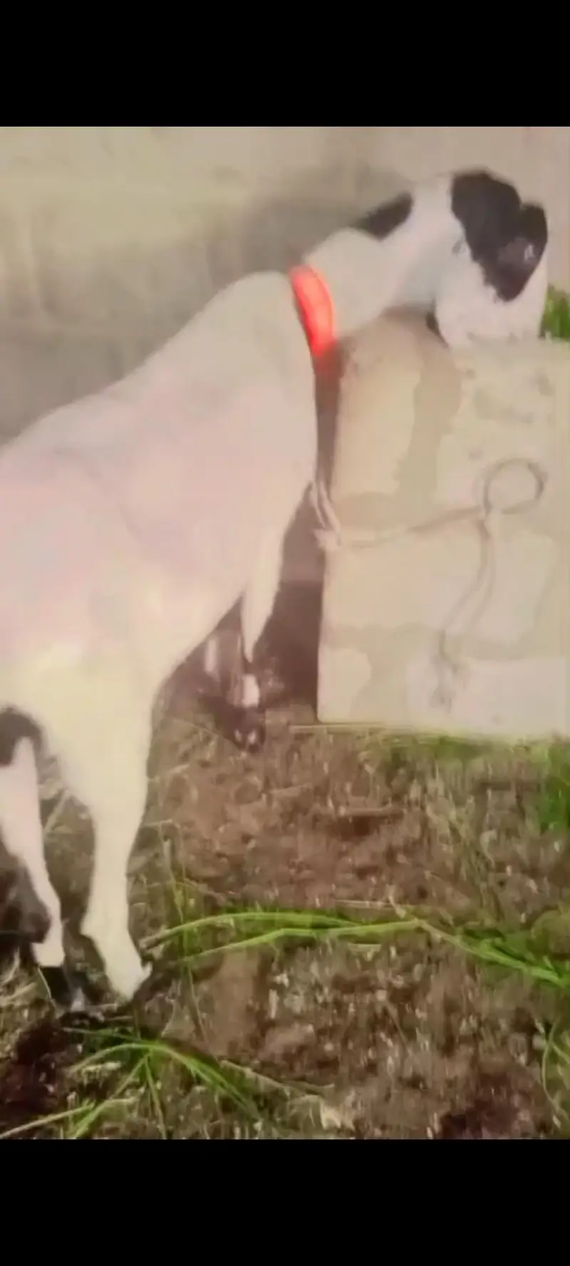 Beautiful Mundi Teddy Tapri Goat — photo 3