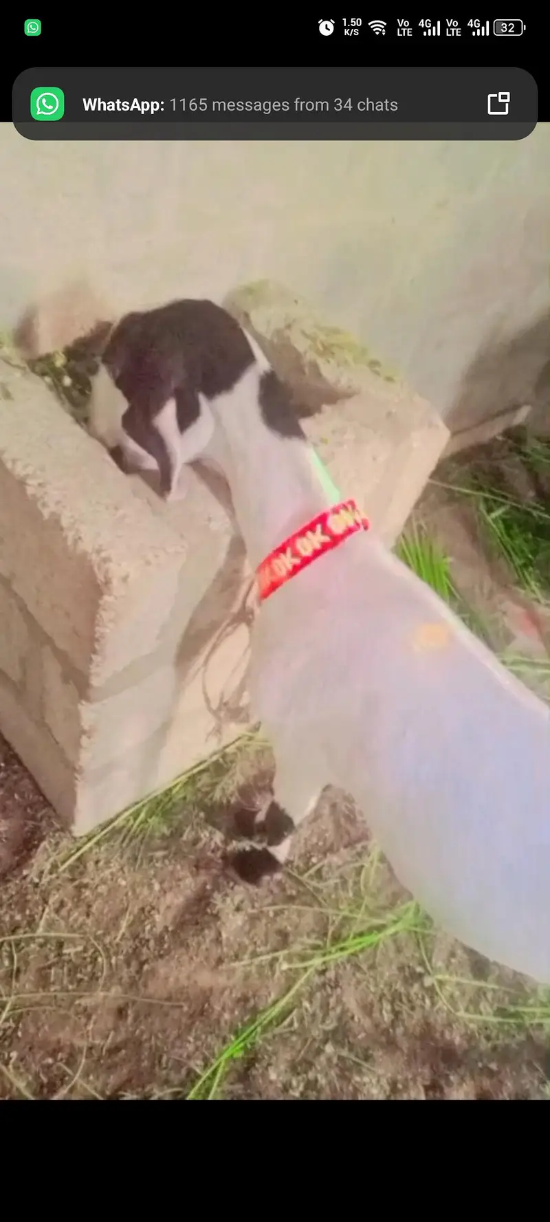 Beautiful Mundi Teddy Tapri Goat — photo 4