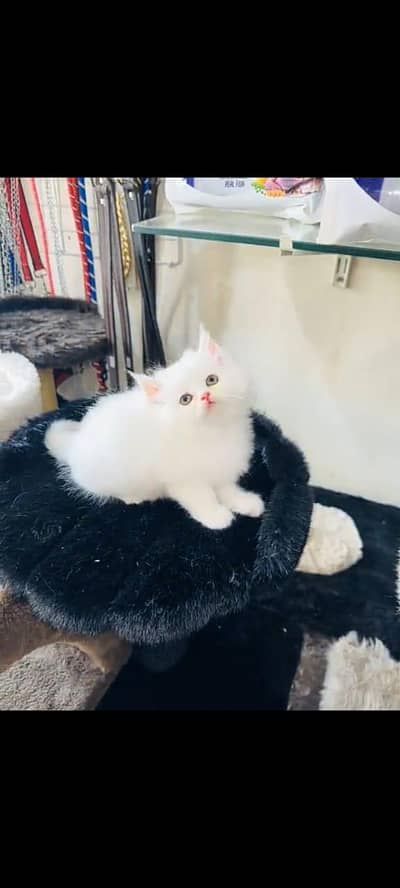 Persian cat for sale 2 month age available