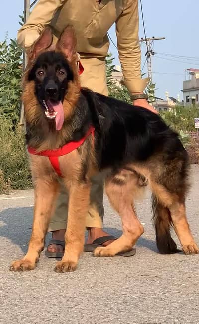 German Shepherd long coat male dog for sale