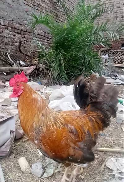 desi cock for sale