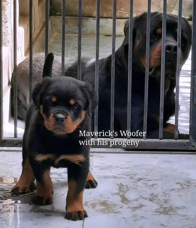 Rottweiler Pedigree Male from Champion lines — photo 3