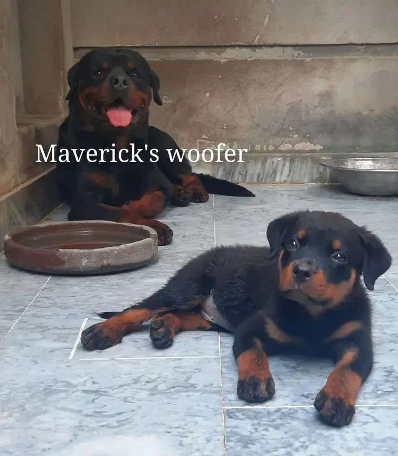 Rottweiler Pedigree Male from Champion lines — photo 4