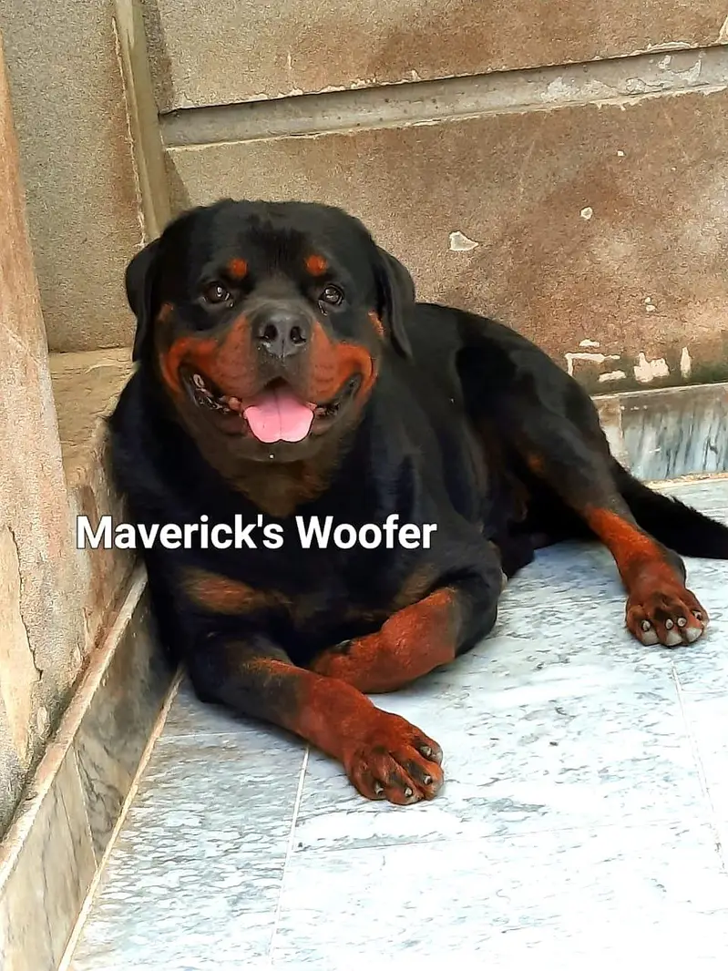 Rottweiler Pedigree Male from Champion lines — photo 5