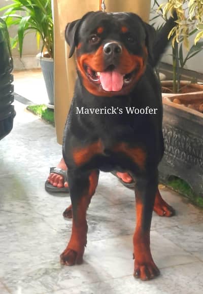 Rottweiler Pedigree Male from Champion lines