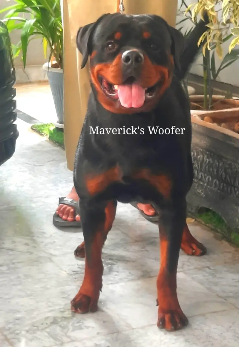 Rottweiler Pedigree Male from Champion lines — photo 6