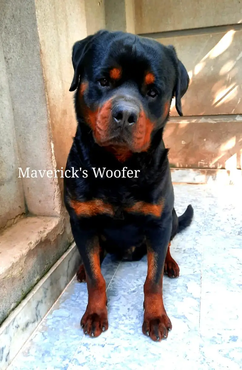 Rottweiler Pedigree Male from Champion lines — photo 7