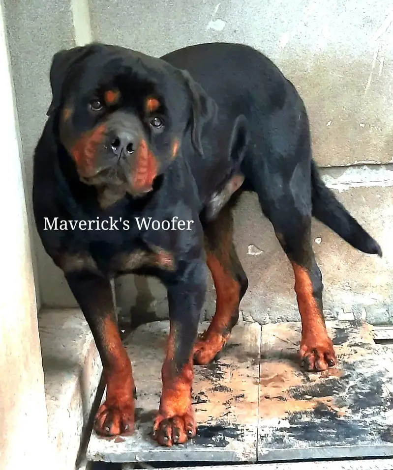 Rottweiler Pedigree Male from Champion lines — photo 8