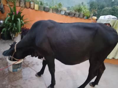Vehri for sale jersi nasal