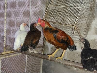 Aseel Mianwal mix i Mugiya  . 4 male hy or 7 female hy
