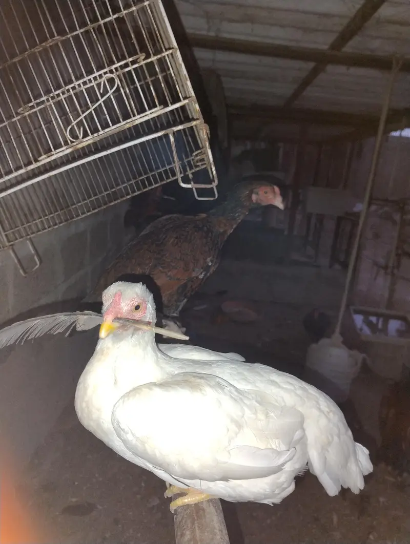 Aseel Mianwal mix i Mugiya  . 4 male hy or 7 female hy — photo 2