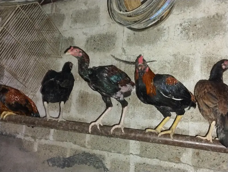 Aseel Mianwal mix i Mugiya  . 4 male hy or 7 female hy — photo 3
