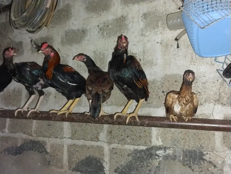 Aseel Mianwal mix i Mugiya  . 4 male hy or 7 female hy — photo 4