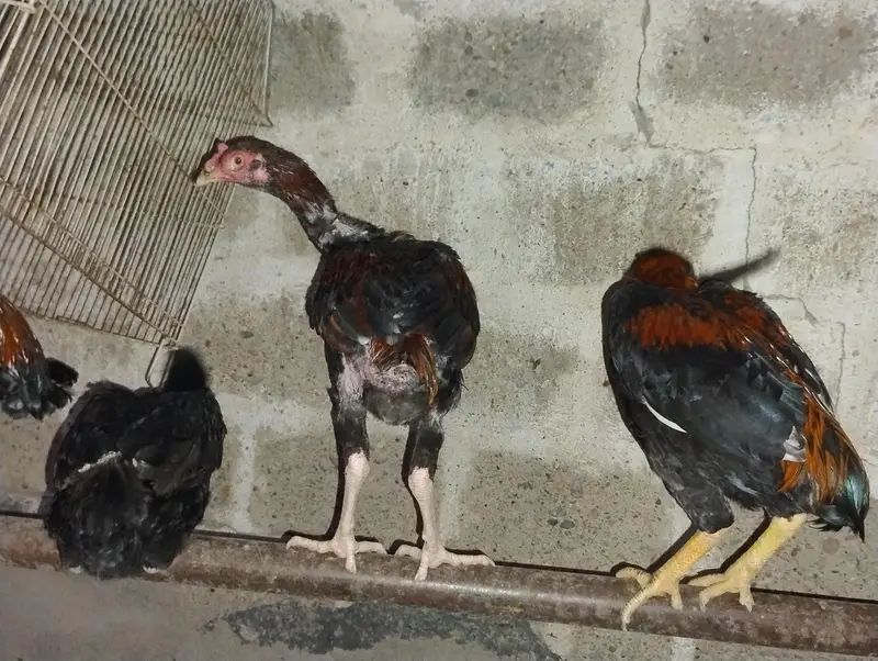Aseel Mianwal mix i Mugiya  . 4 male hy or 7 female hy — photo 5