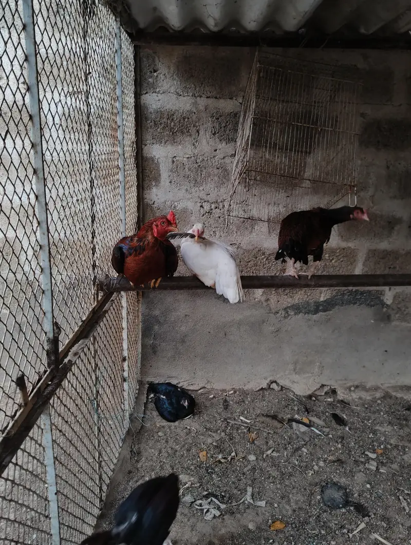 Aseel Mianwal mix i Mugiya  . 4 male hy or 7 female hy — photo 6
