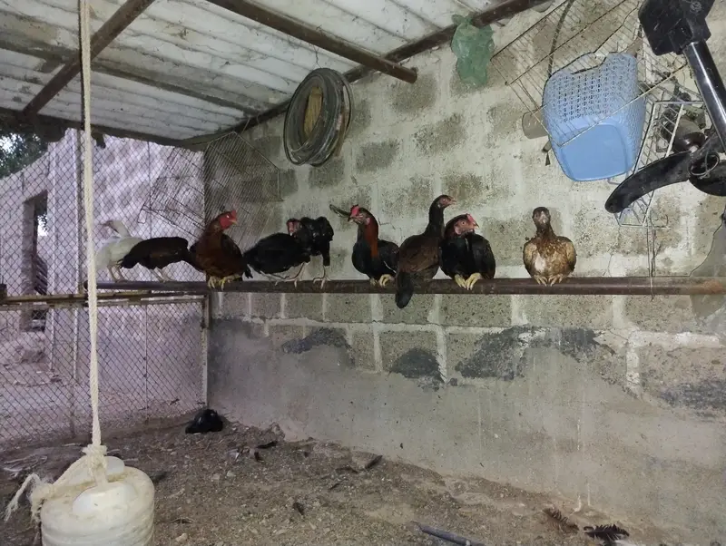Aseel Mianwal mix i Mugiya  . 4 male hy or 7 female hy — photo 7