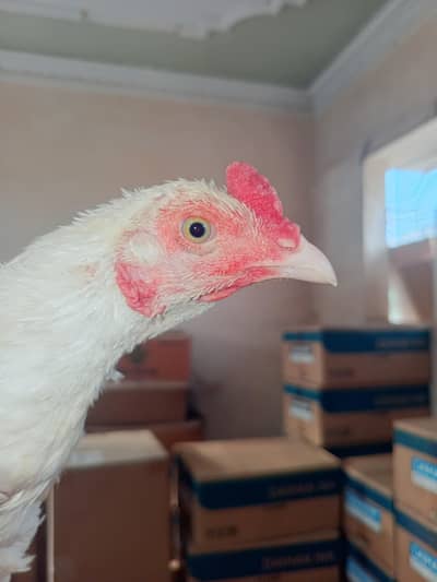 Mashalla High Quality Heera Phatha Long Tail