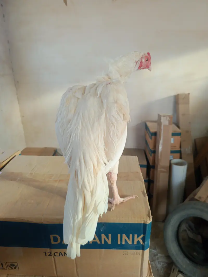 Mashalla High Quality Heera Phatha Long Tail — photo 2
