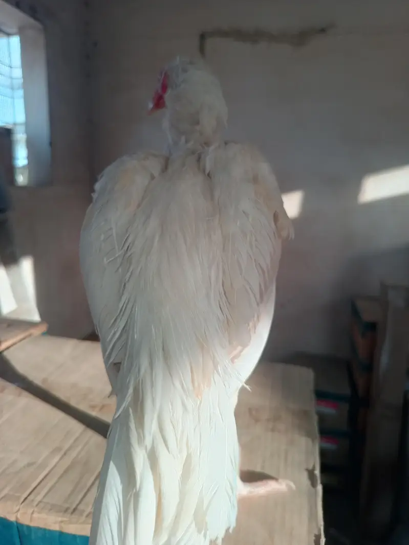 Mashalla High Quality Heera Phatha Long Tail — photo 3