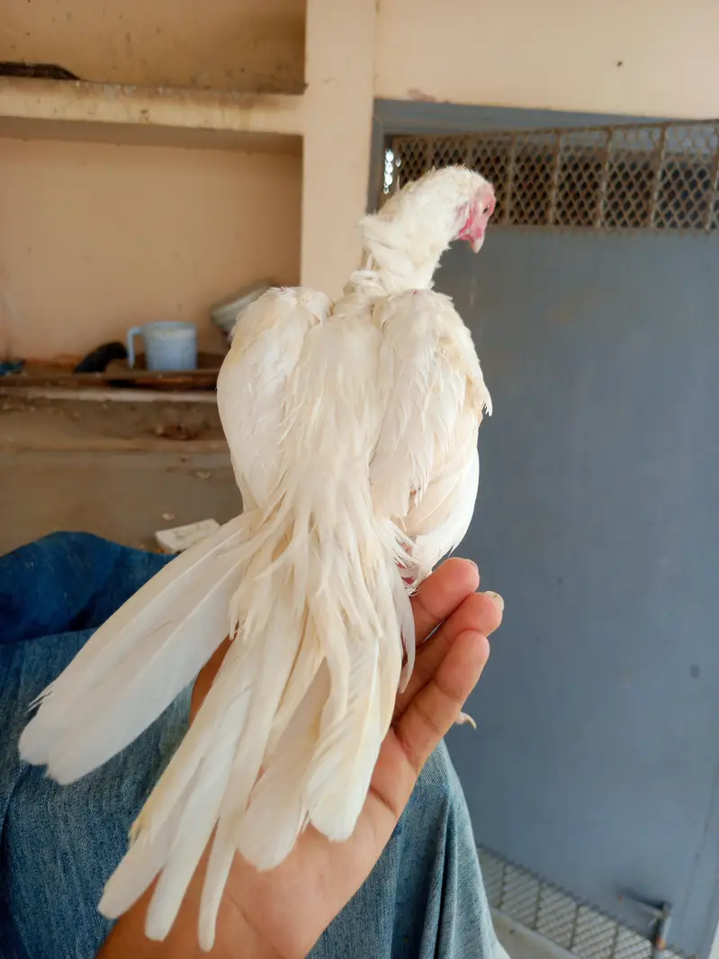 Mashalla High Quality Heera Phatha Long Tail — photo 4