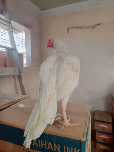 Mashalla High Quality Heera Phatha Long Tail