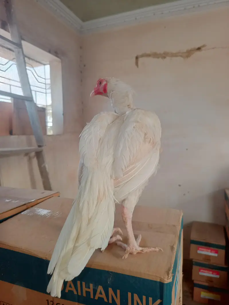 Mashalla High Quality Heera Phatha Long Tail — photo 5