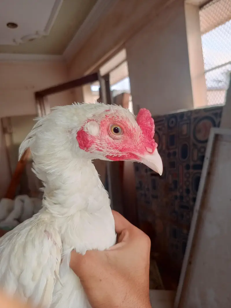Mashalla High Quality Heera Phatha Long Tail — photo 6