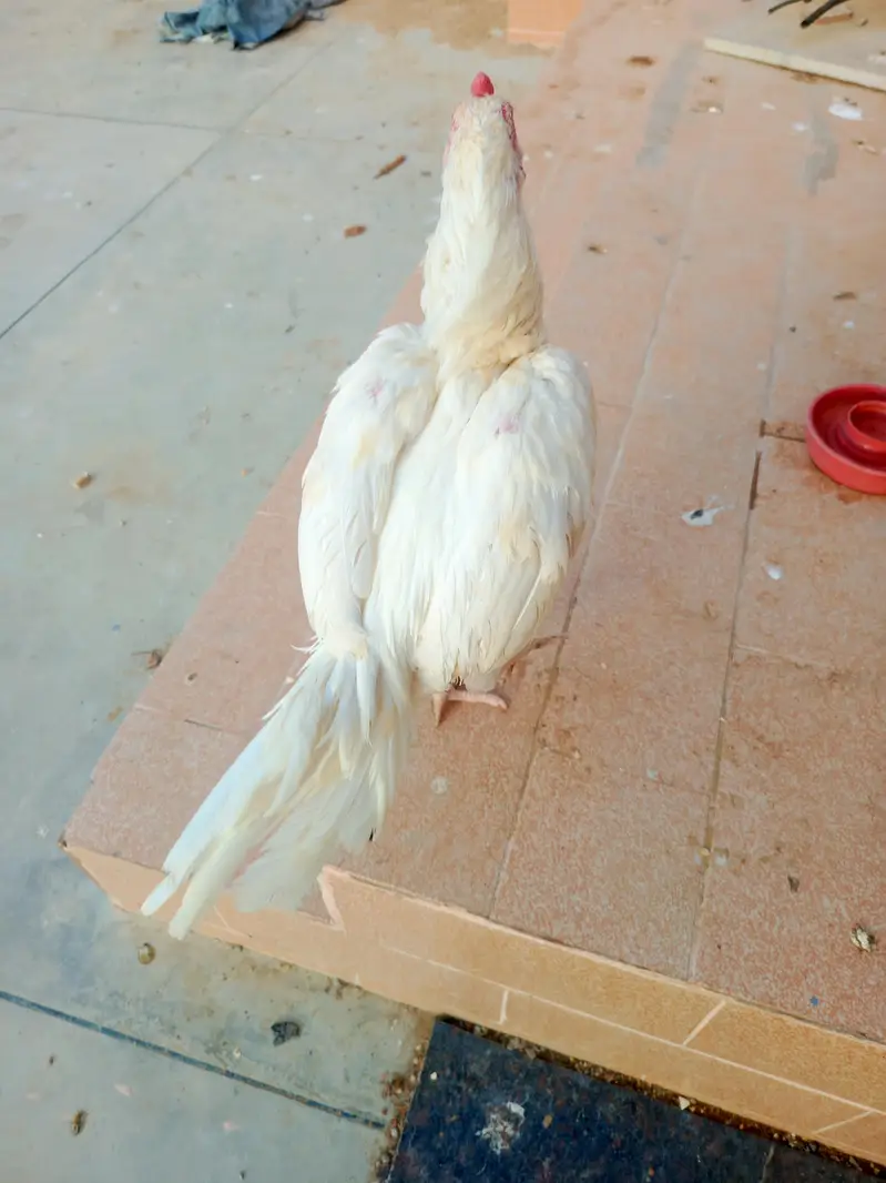 Mashalla High Quality Heera Phatha Long Tail — photo 7