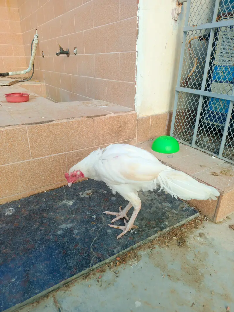 Mashalla High Quality Heera Phatha Long Tail — photo 8