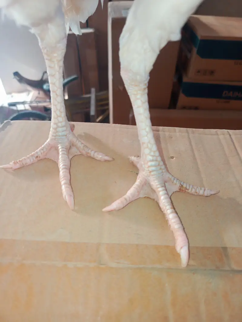 Mashalla High Quality Heera Phatha Long Tail — photo 9