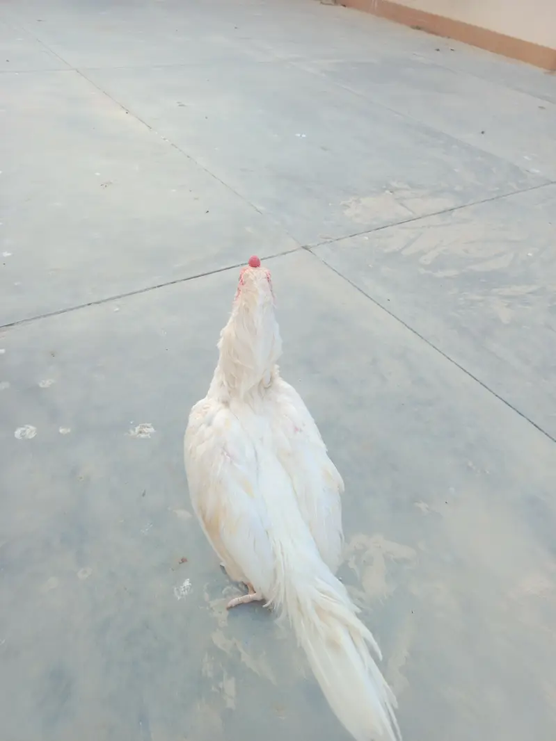 Mashalla High Quality Heera Phatha Long Tail — photo 10