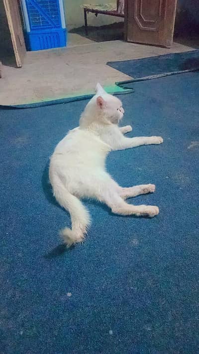 cat male for sale