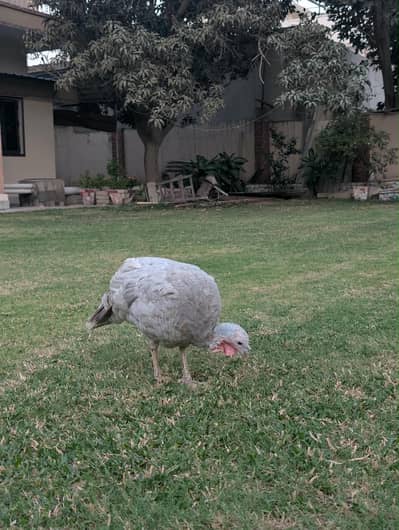 Turkey bird pair