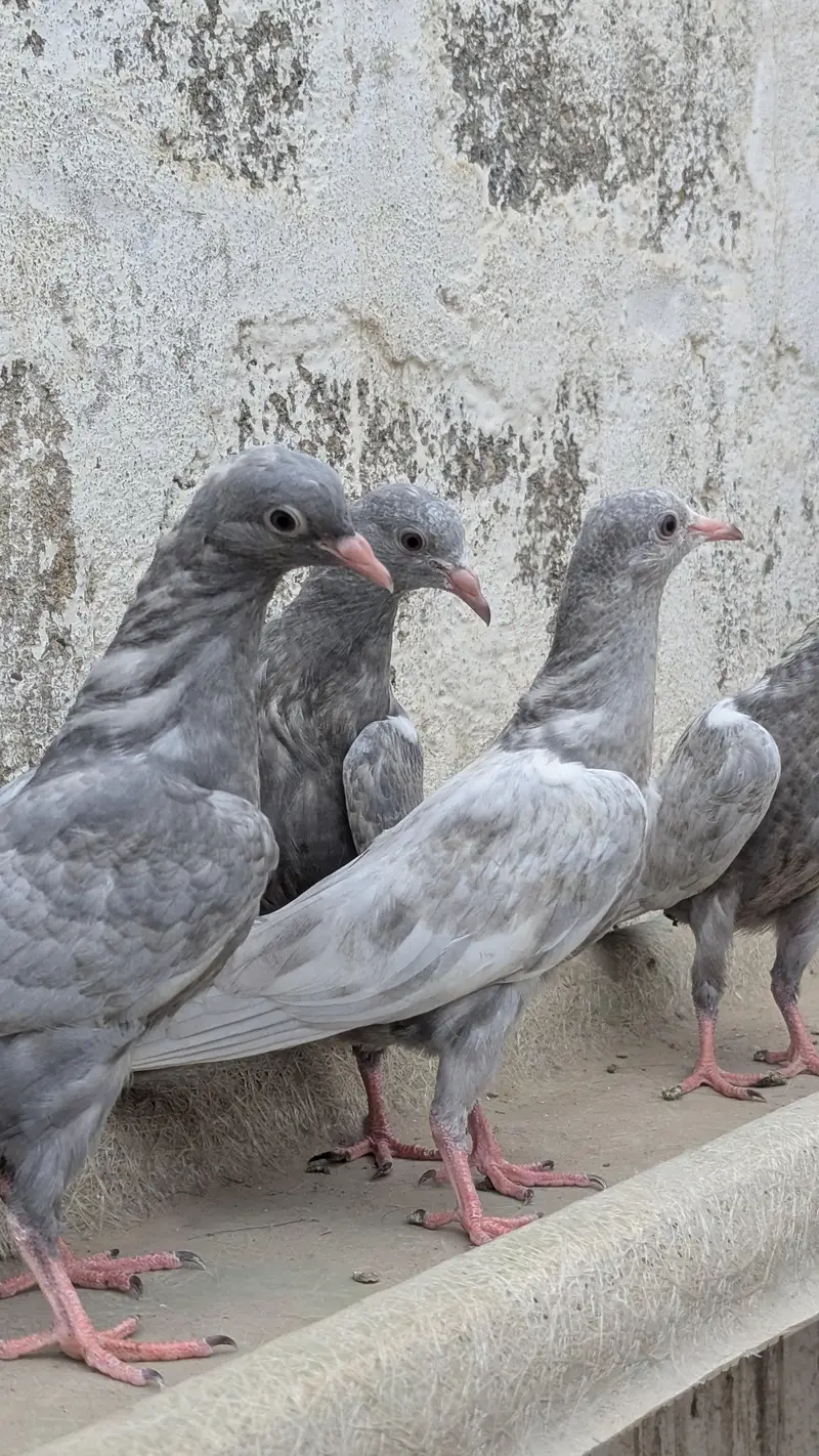 Kasni Kamagar bathe 4 — photo 2