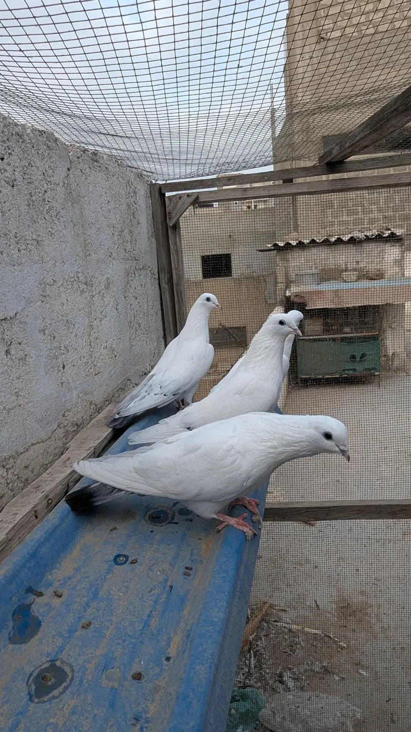 Kasni Kamagar bathe 4 — photo 3