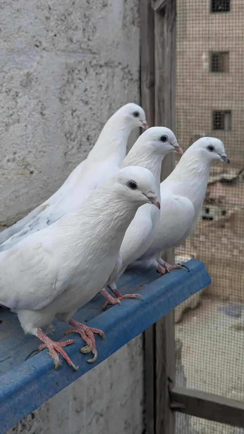 Kasni Kamagar bathe 4 — photo 4