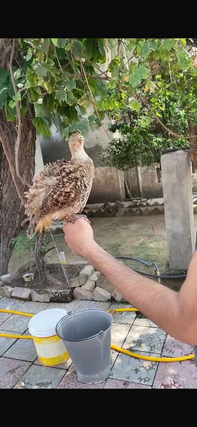Kach makrai irani sindhi cross full size male  breeder