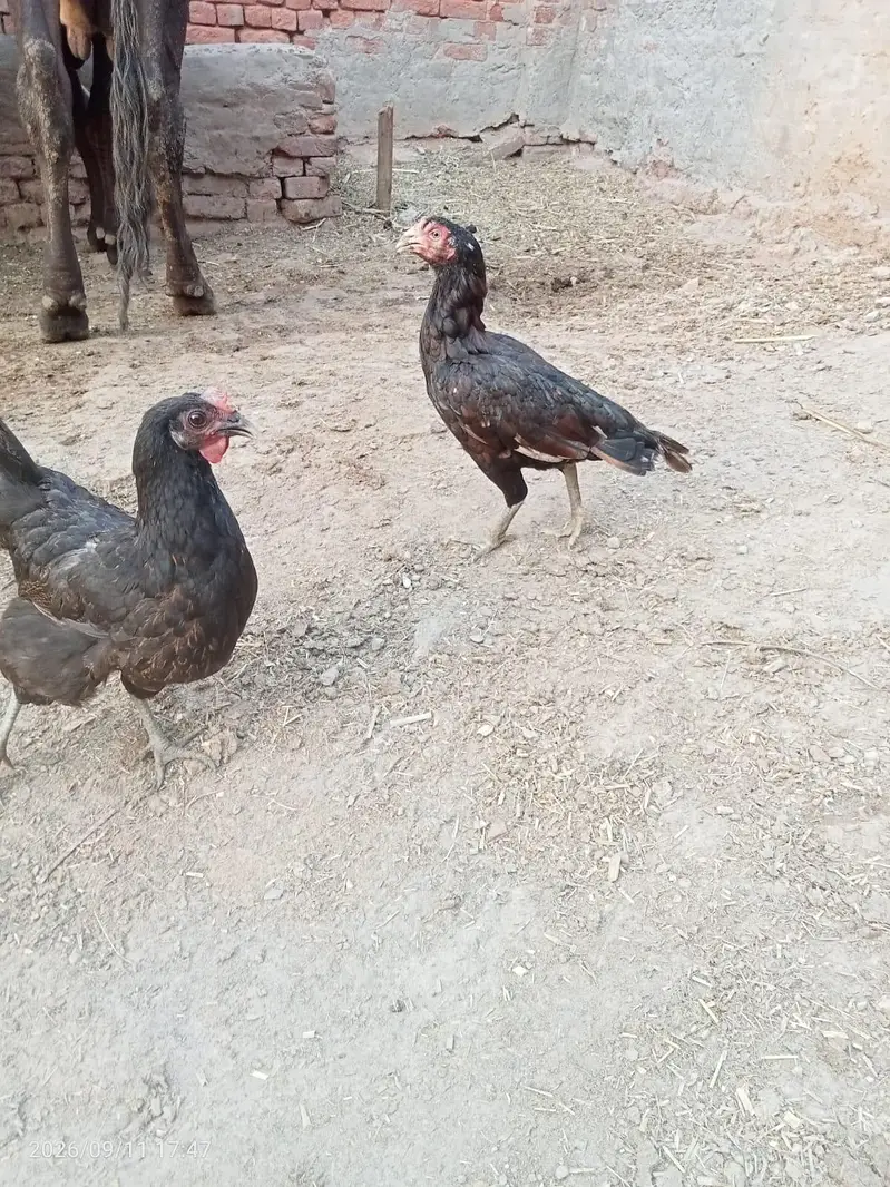 Aseel murgi for sale — photo 2