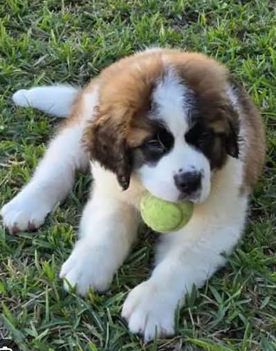 Saint Bernard Puppies _Imported puppy | Saint Dog