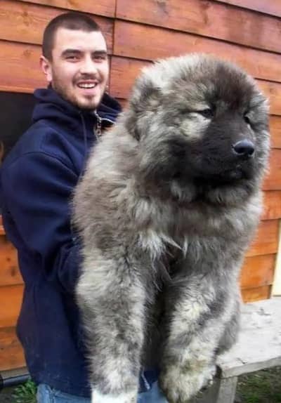 Caucasian Shepherd Puppies | Caucasian puppy _imported Dog