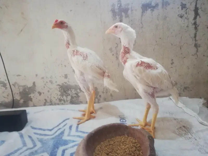 heera Pakistani 3 se 3.5 months age — photo 2