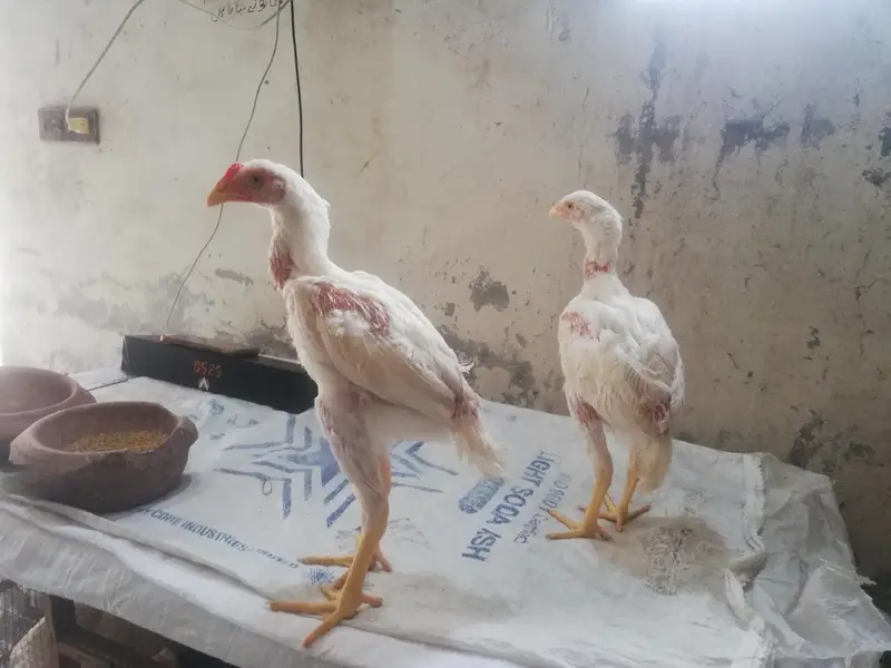 heera Pakistani 3 se 3.5 months age — photo 3