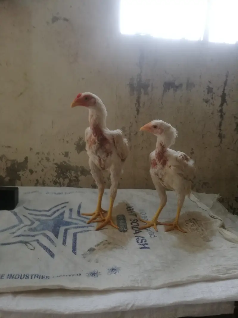 heera Pakistani 3 se 3.5 months age — photo 4