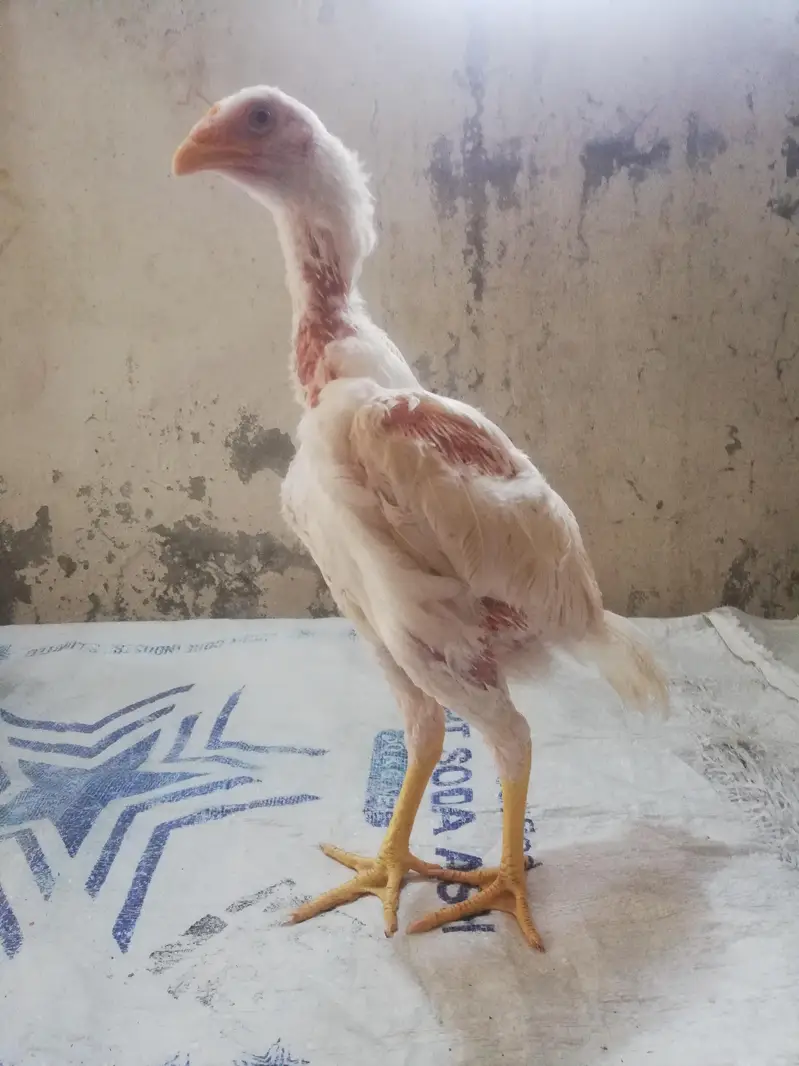 heera Pakistani 3 se 3.5 months age — photo 5