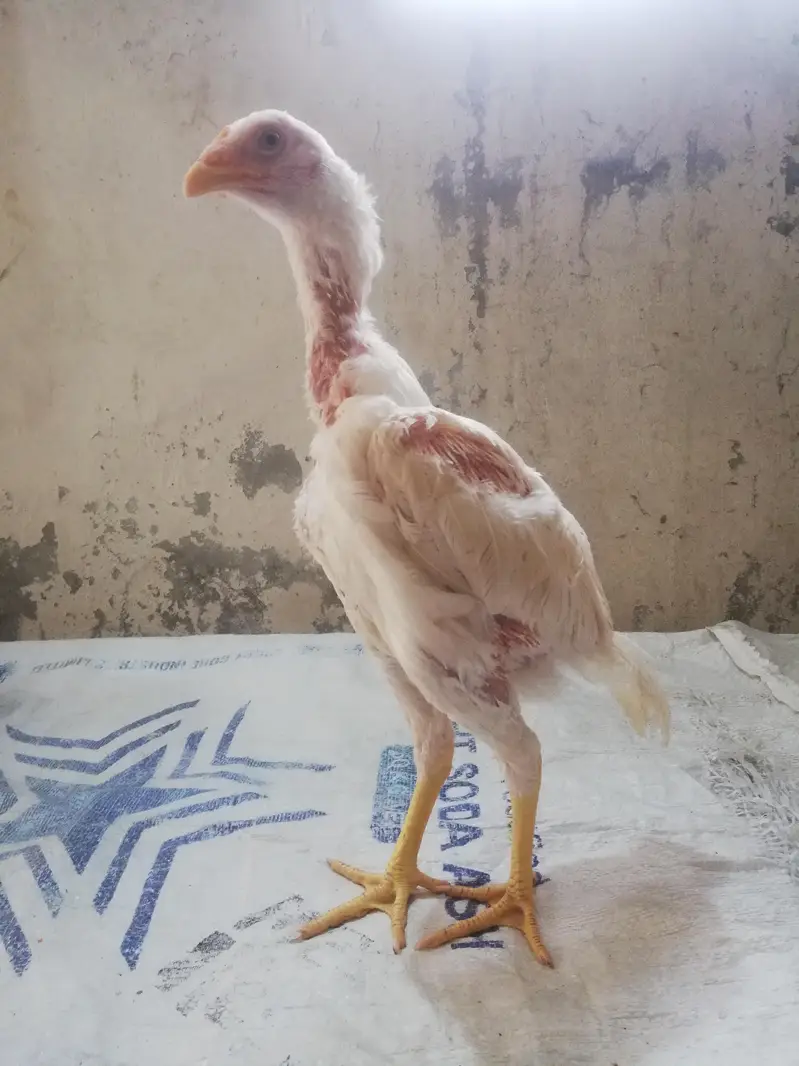 heera Pakistani 3 se 3.5 months age — photo 6