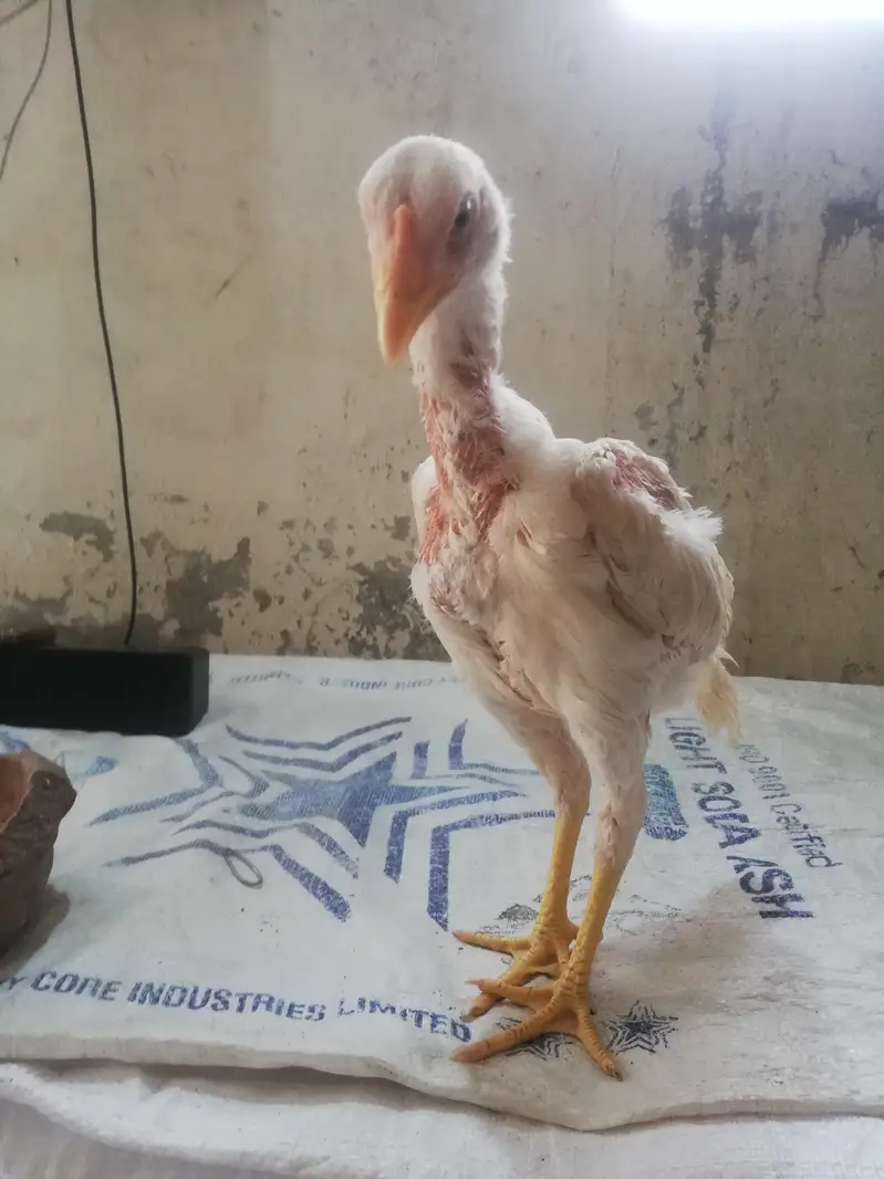 heera Pakistani 3 se 3.5 months age — photo 7