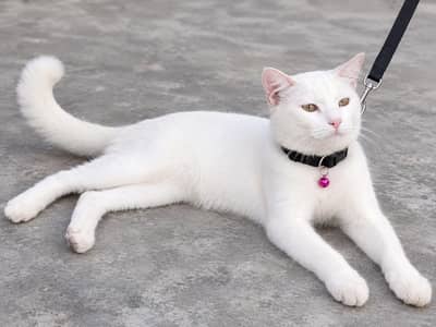 Persian pure white