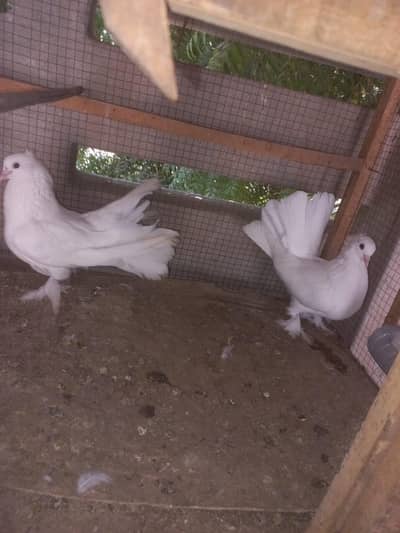 White Young Fancy Lucky Peigon