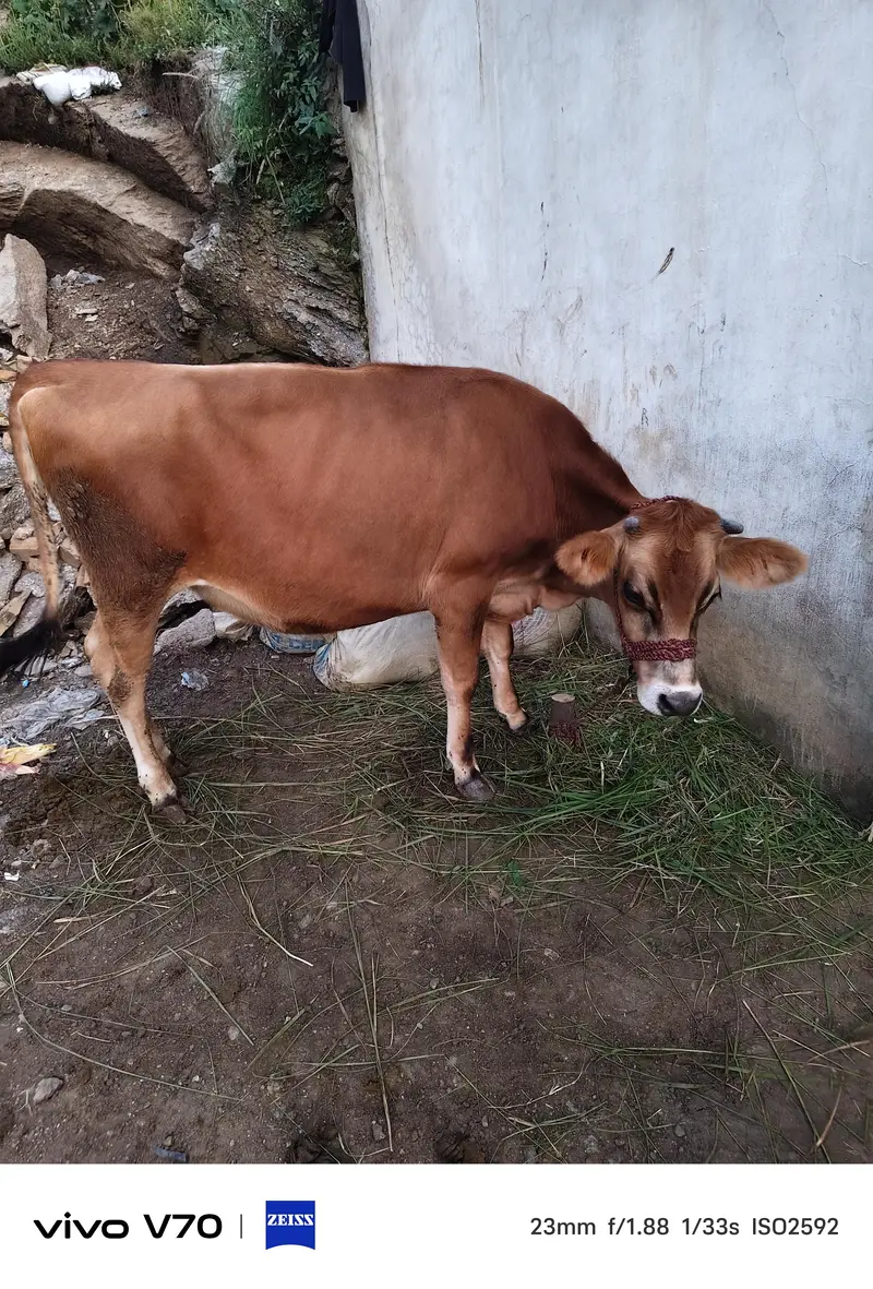 Pure imported jarsey — photo 2