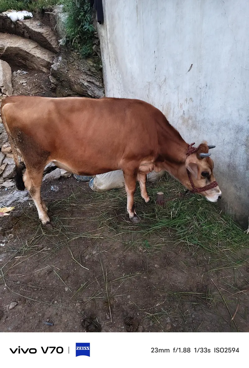 Pure imported jarsey — photo 3